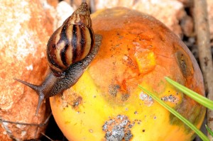 caracol-africano-4