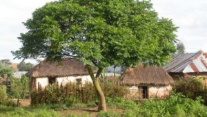 Arbol-de-neem-4-1024x576-1-580x326