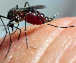 dengue-mosquito-1-e1726319884617