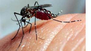 dengue-mosquito-1-e1726319884617